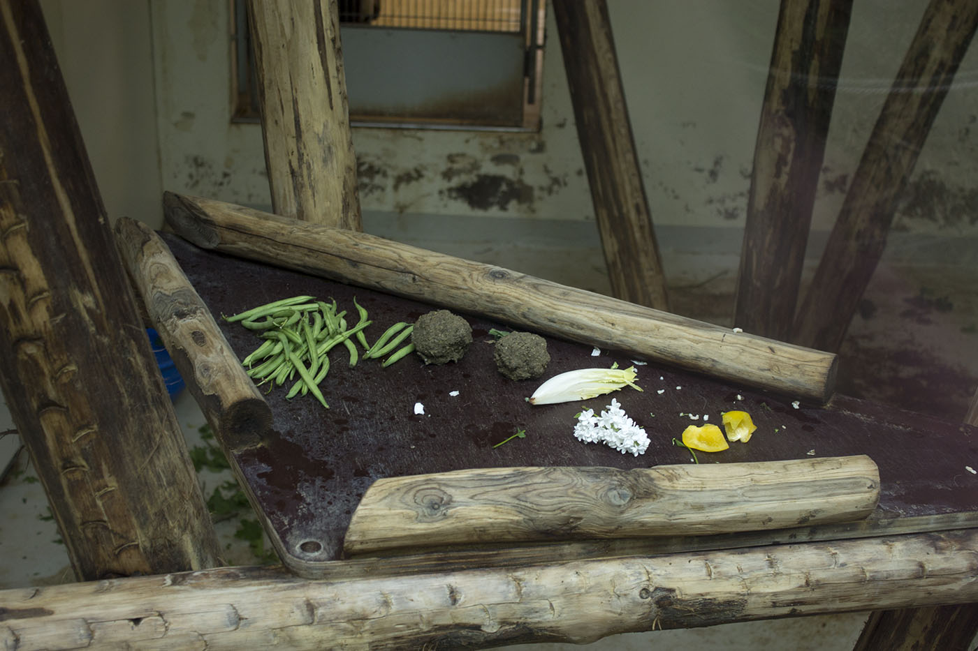 Proboscis Monkey supper, 4/29/14