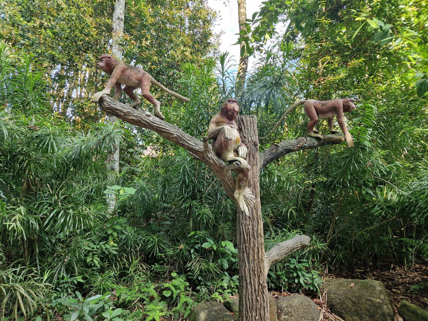 Proboscis Monkey tree