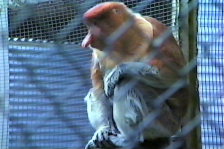 Proboscis monkey : Twycross : Jul 1985
