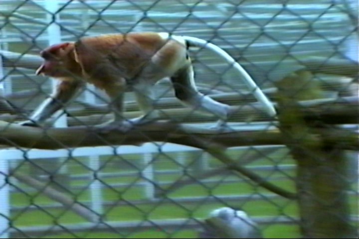 Proboscis monkey : Twycross : Jul 1985
