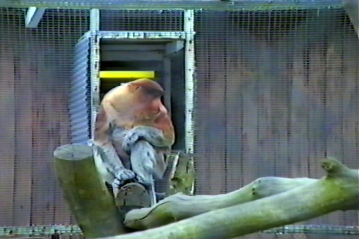 Proboscis monkey : Twycross : Jul 1985