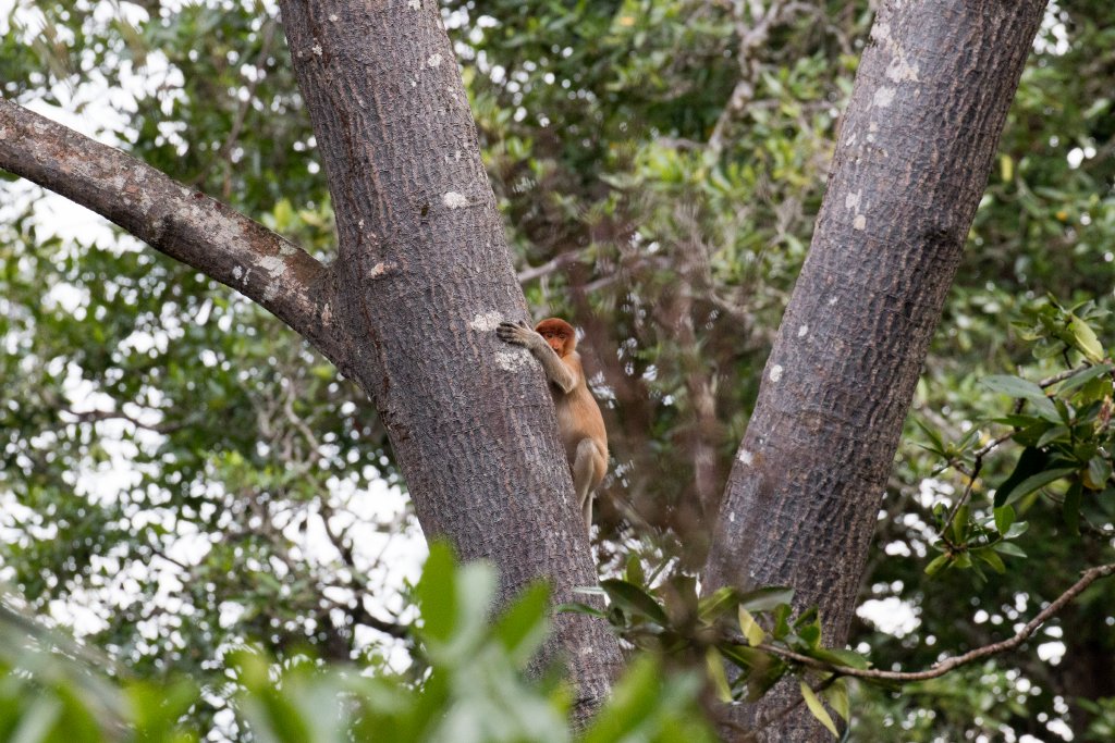 Proboscis Monkey youngster