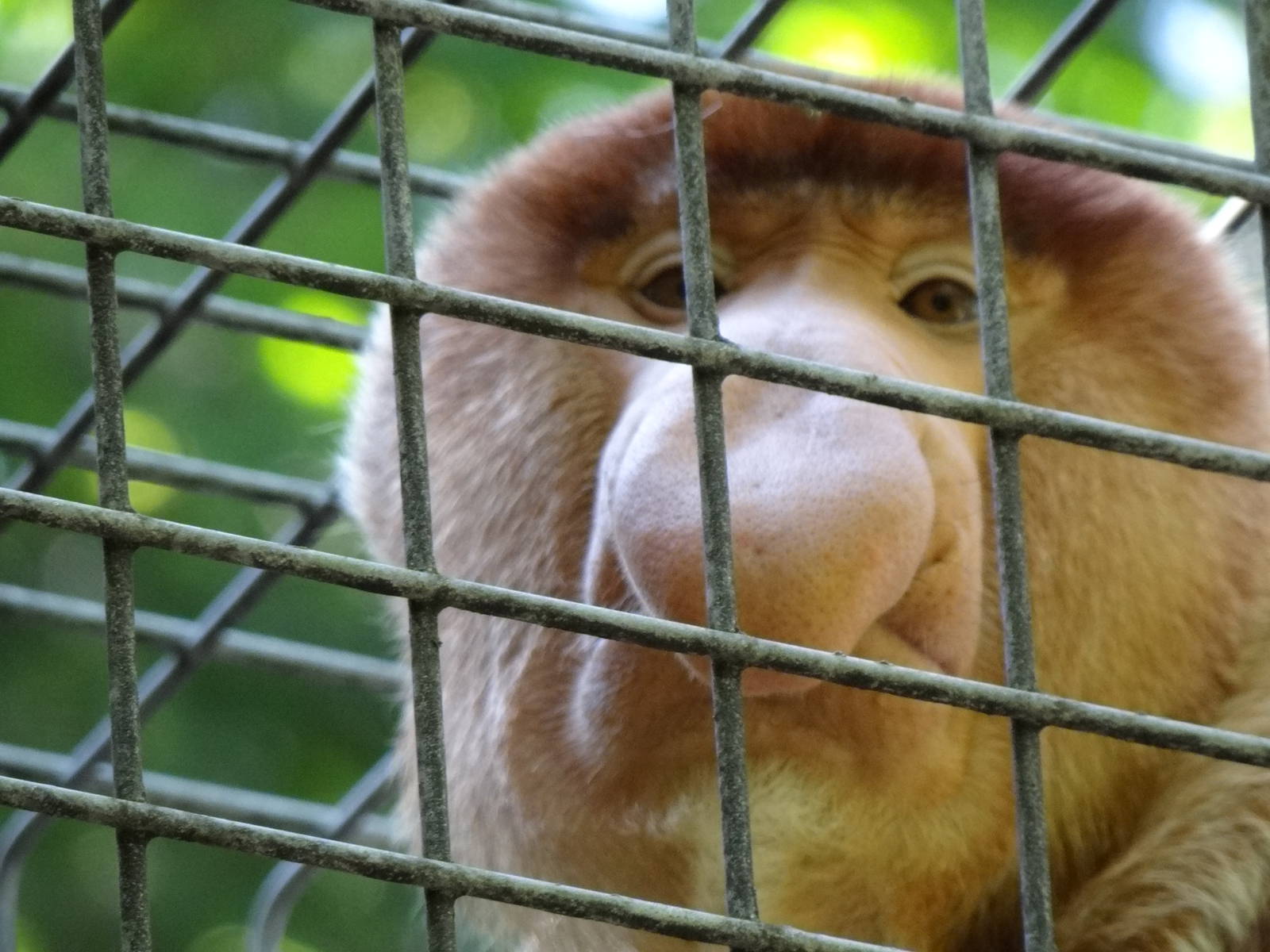 Proboscis monkey
