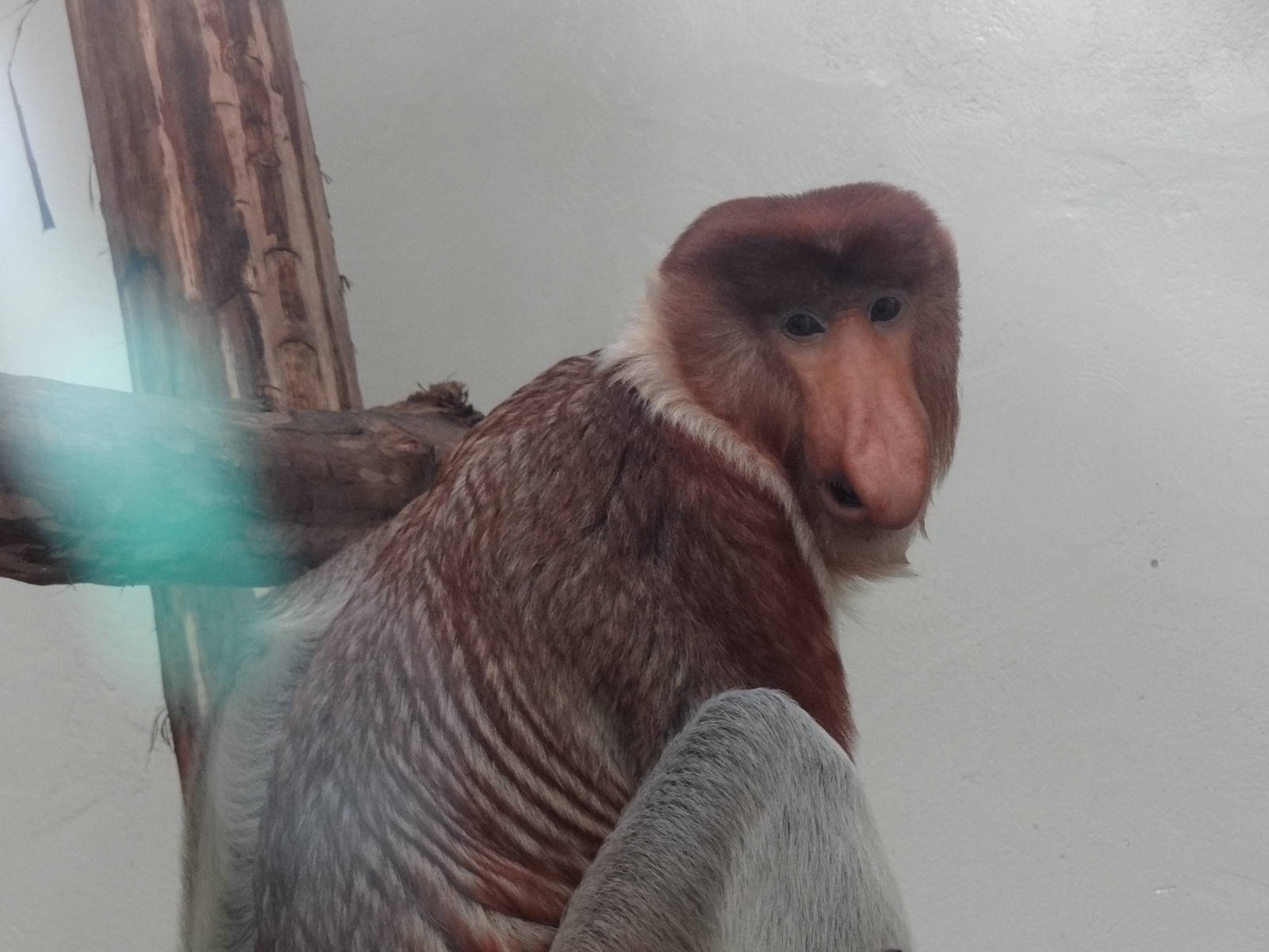 Proboscis monkey