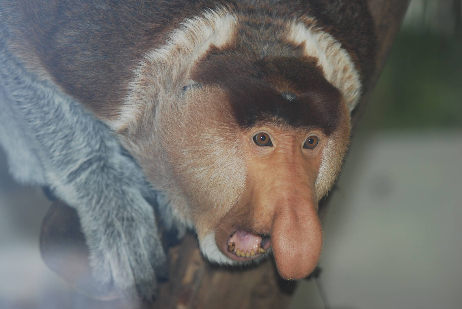 Proboscis monkey