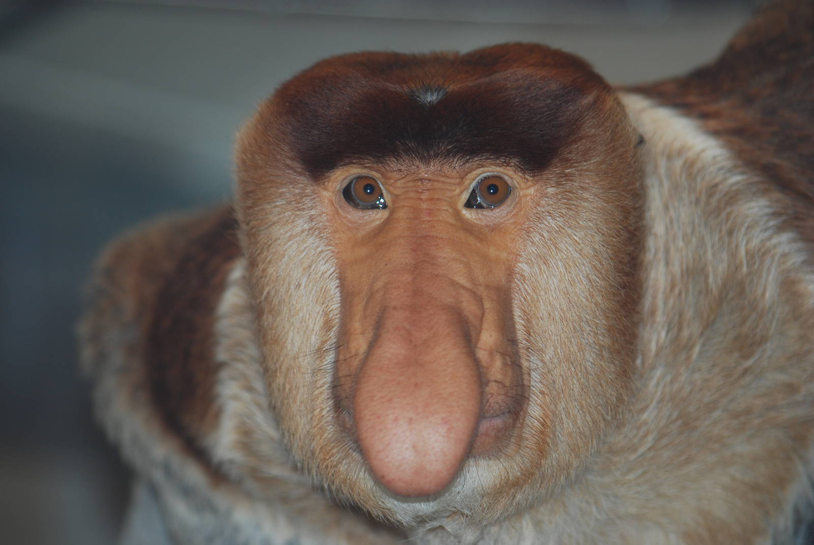Proboscis monkey