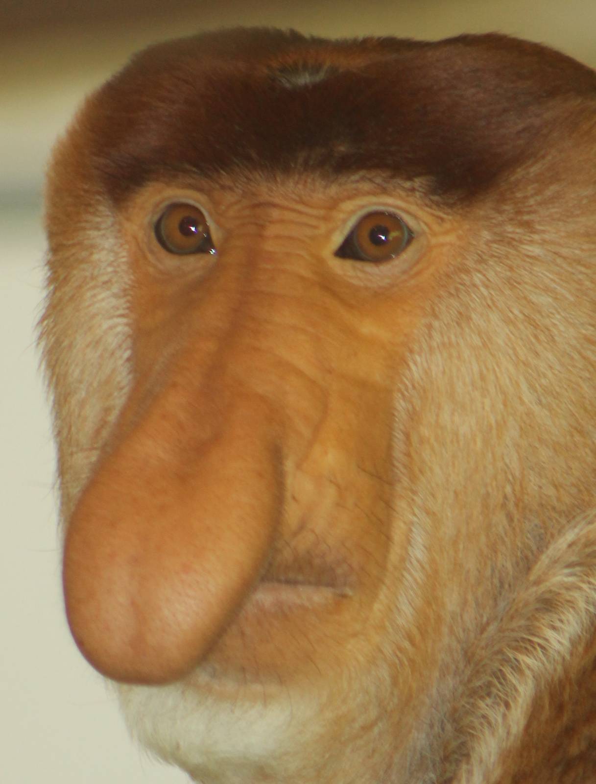 Proboscis monkey