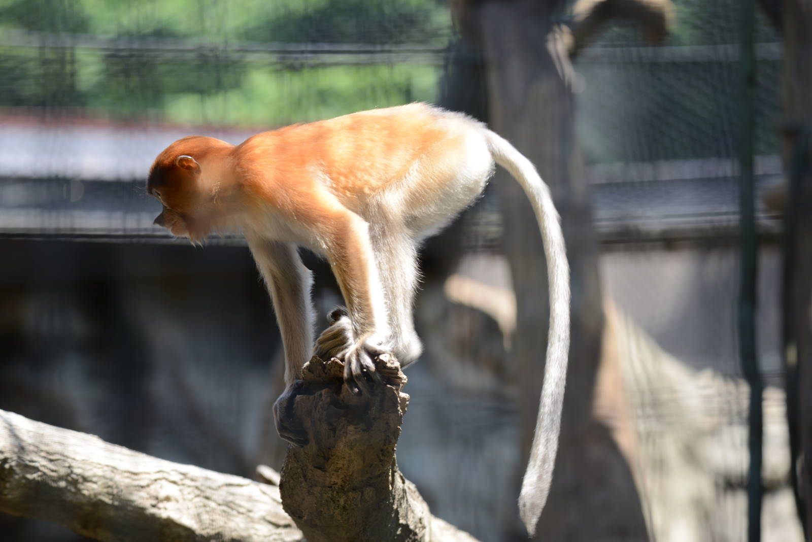 Proboscis Monkey