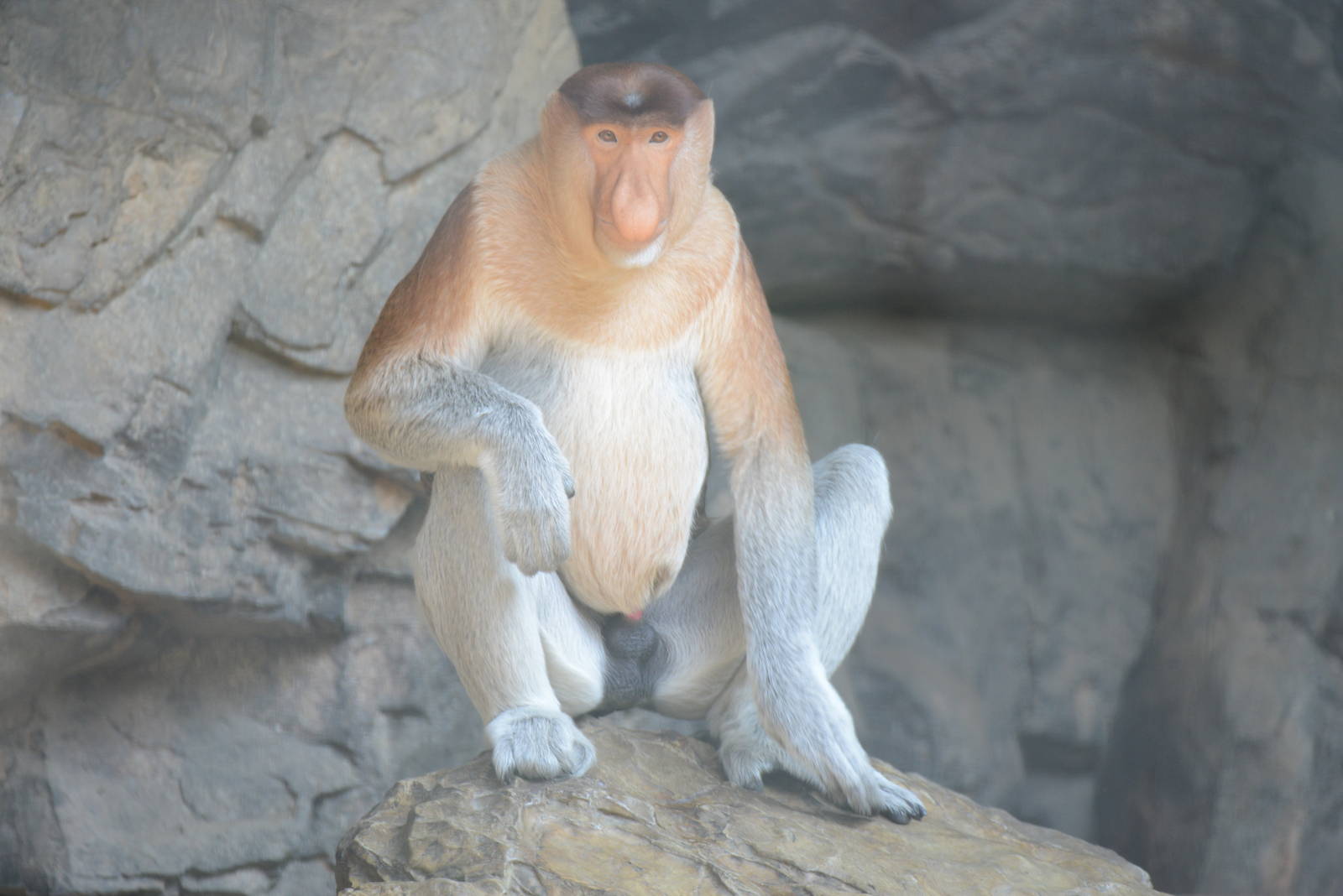 Proboscis monkey