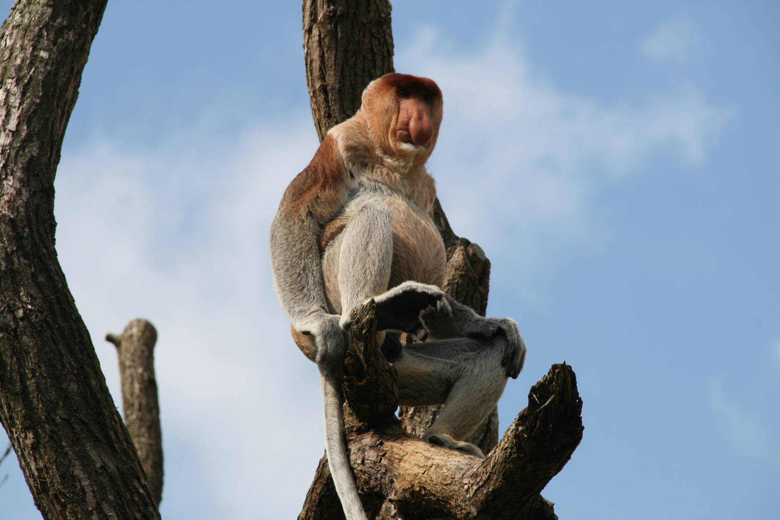 Proboscis monkey