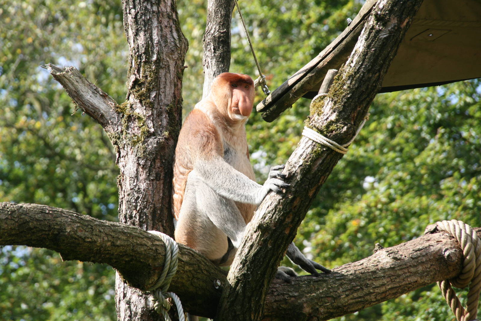 Proboscis monkey