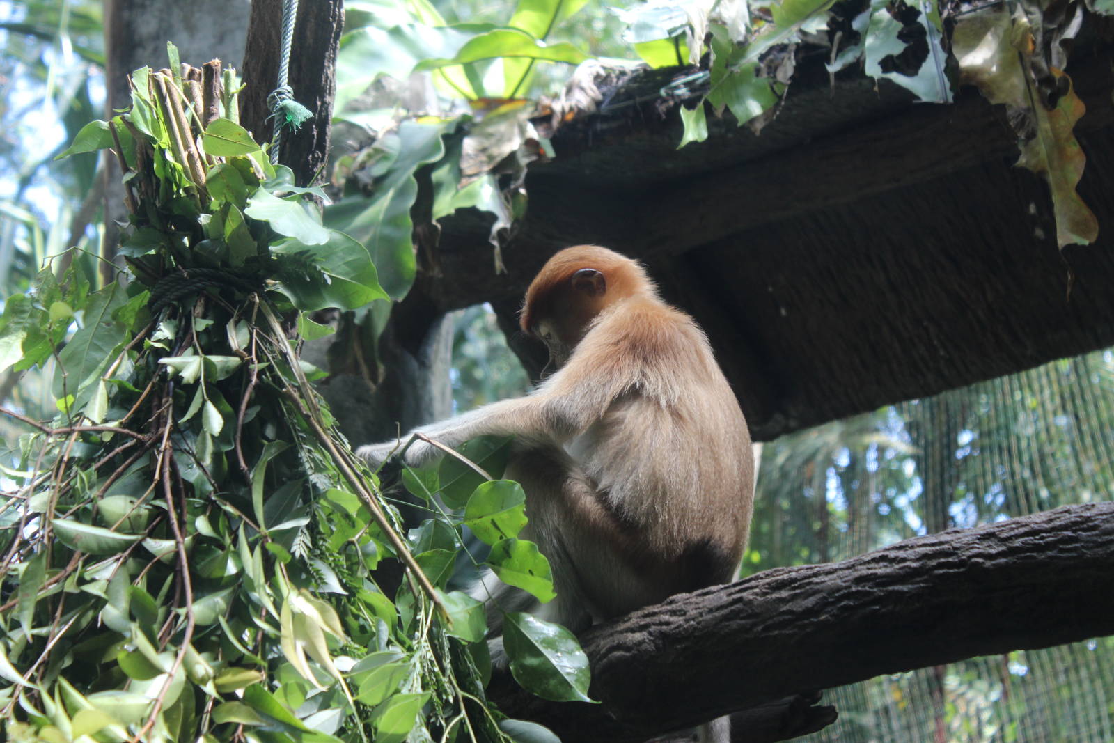 Proboscis Monkey