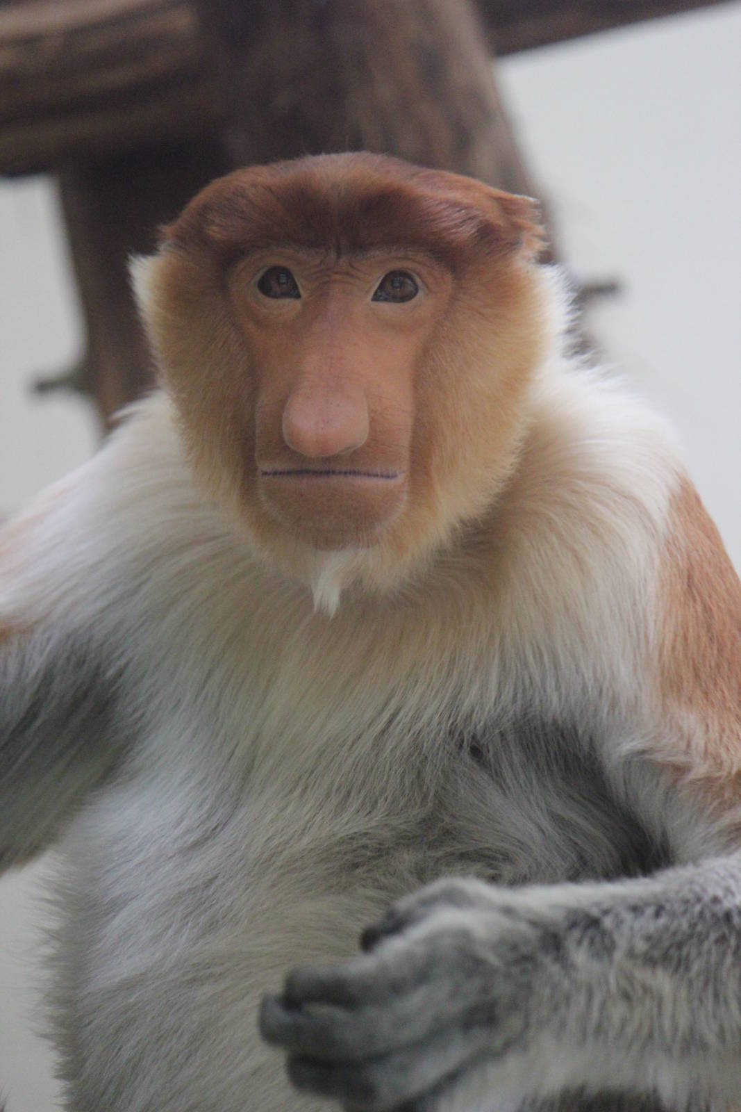 Proboscis monkey