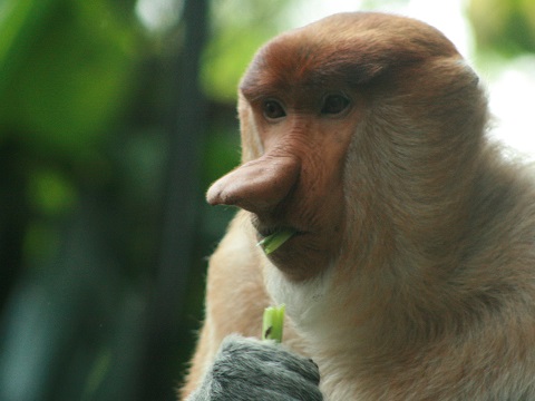 Proboscis Monkey