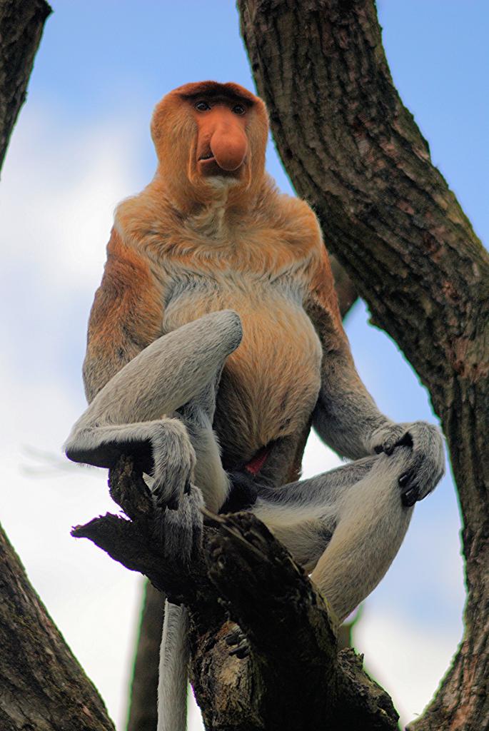 Proboscis monkey