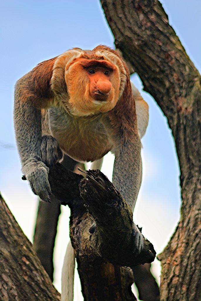 Proboscis monkey
