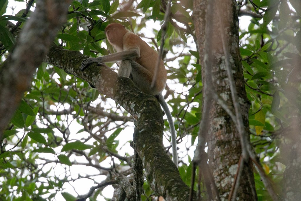 Proboscis Monkey