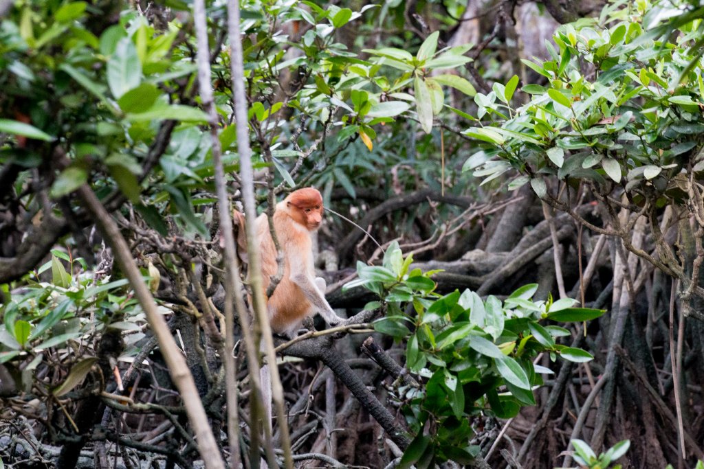 Proboscis Monkey