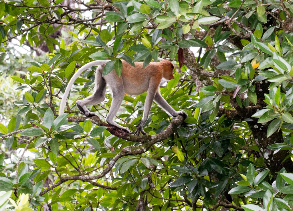 Proboscis Monkey