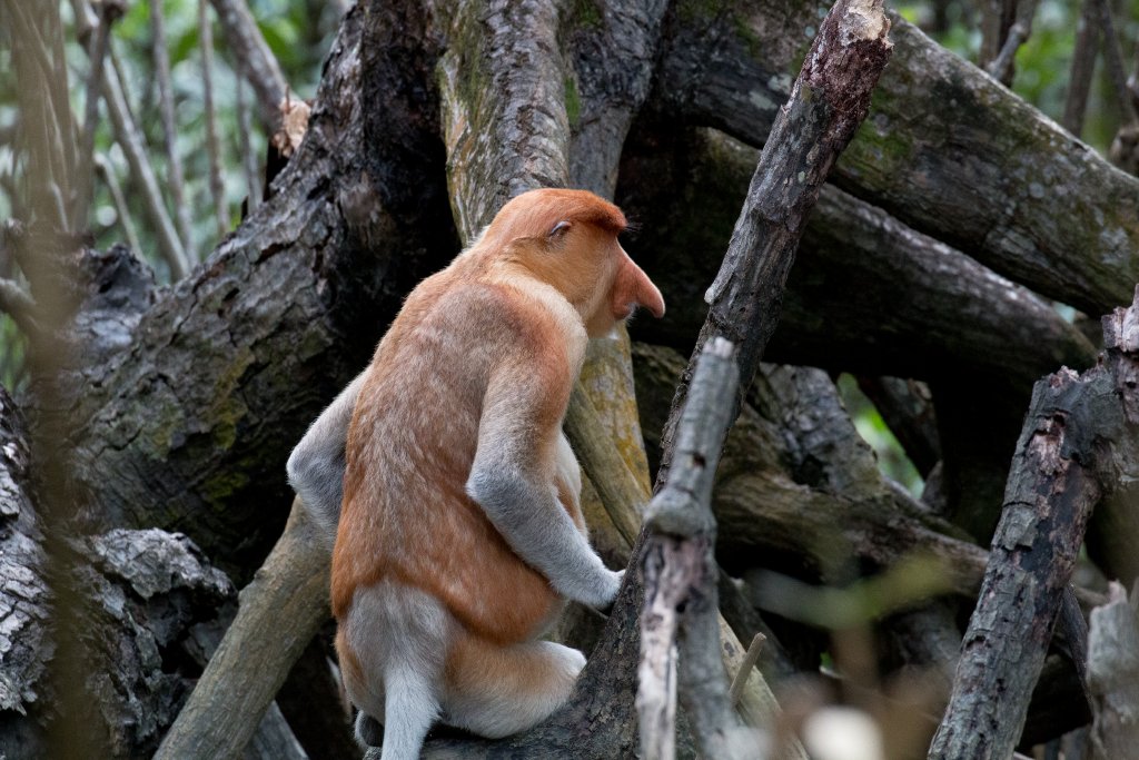 Proboscis Monkey