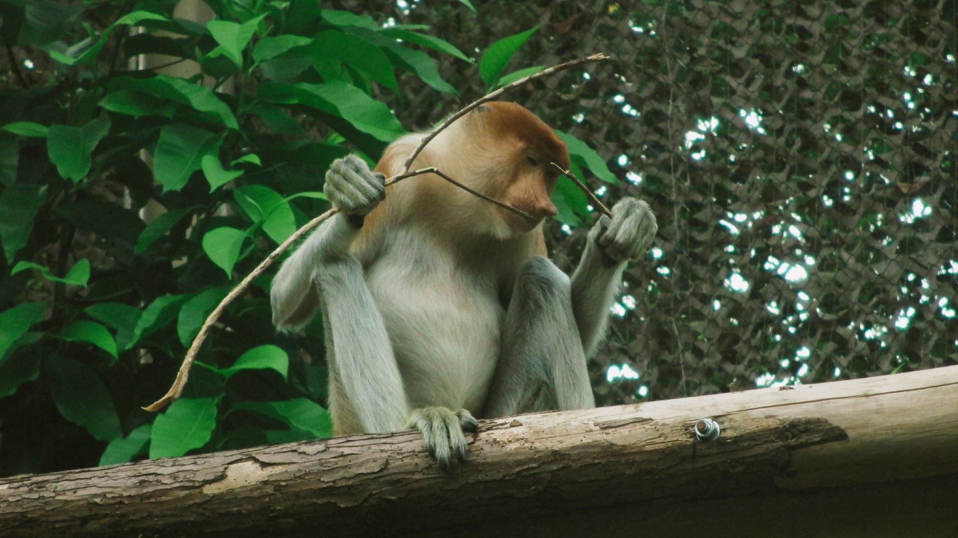 Proboscis monkey
