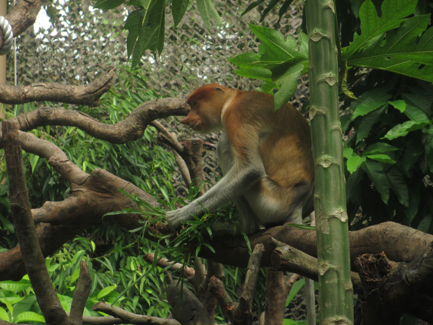 Proboscis monkey