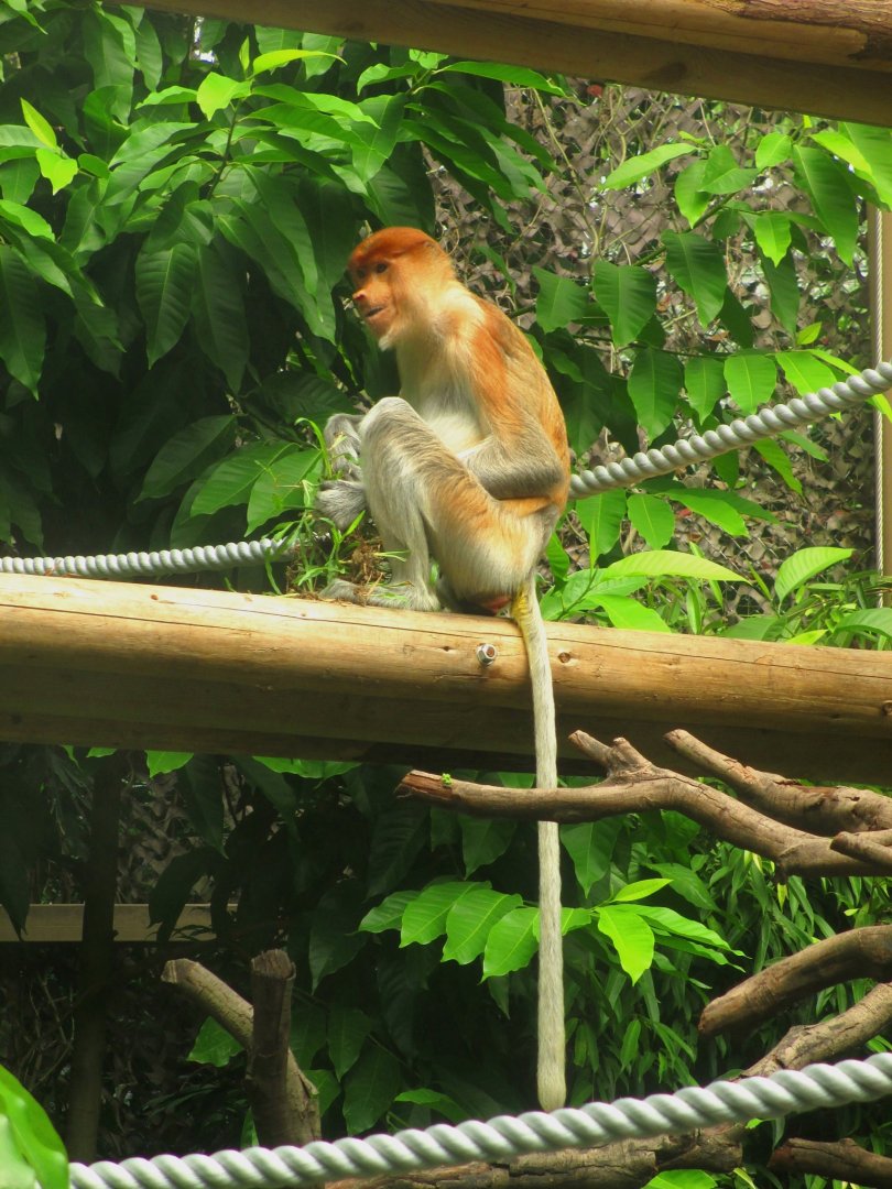Proboscis monkey