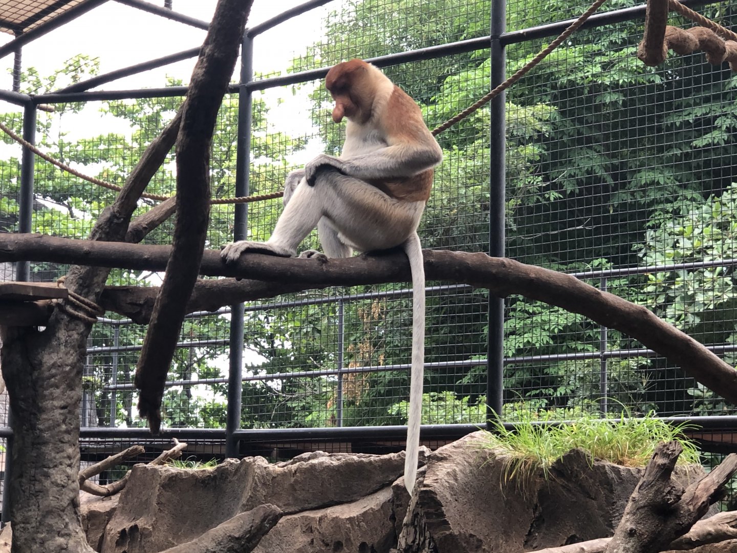 Proboscis Monkey