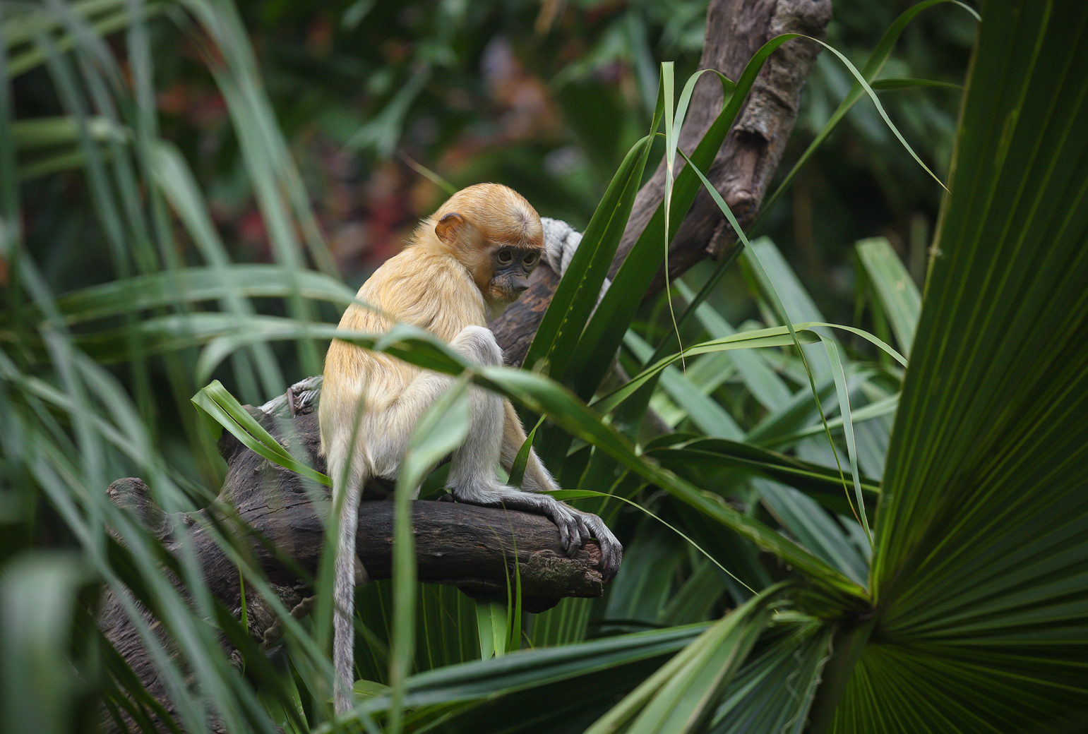 Proboscis monkey