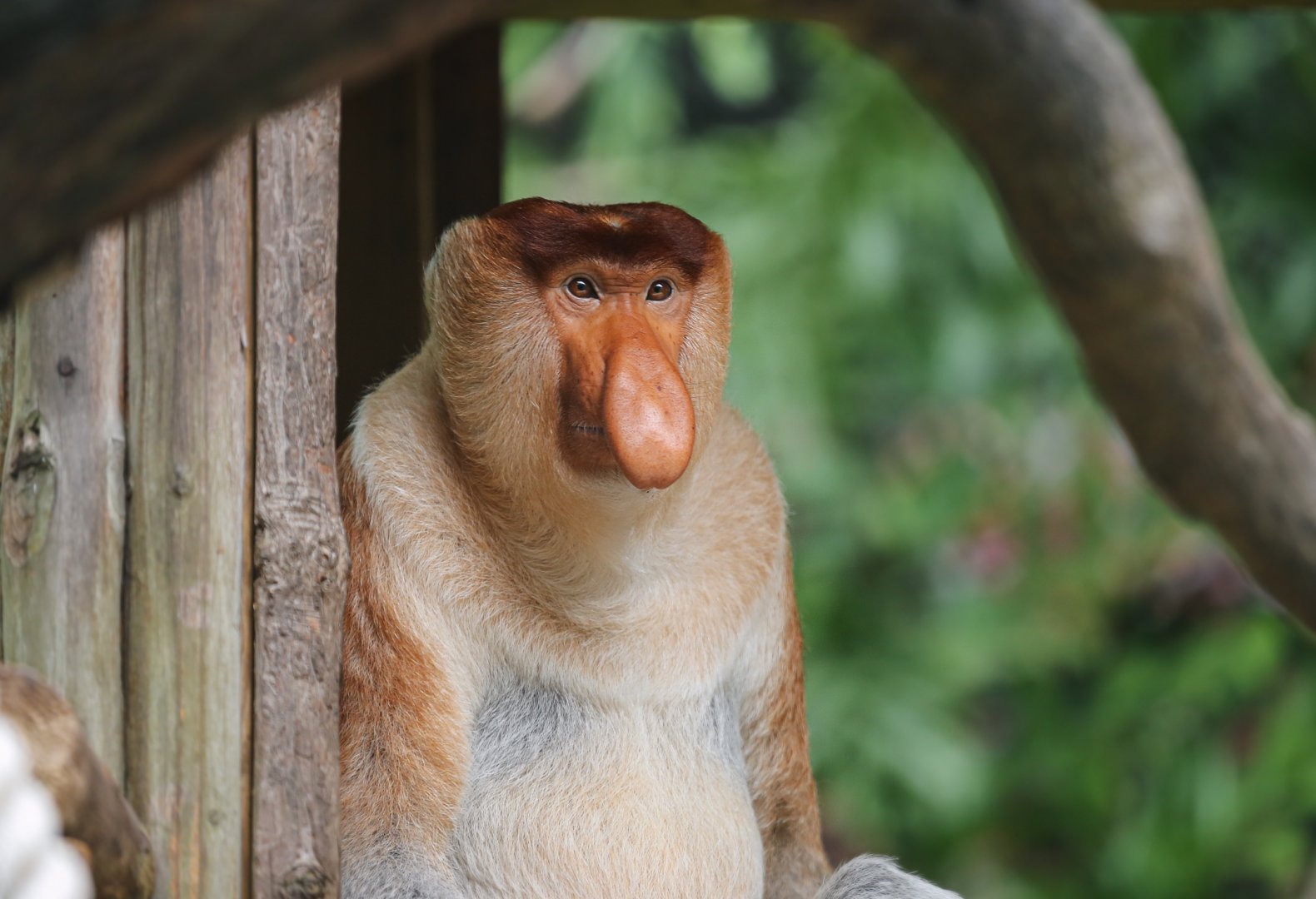 Proboscis monkey