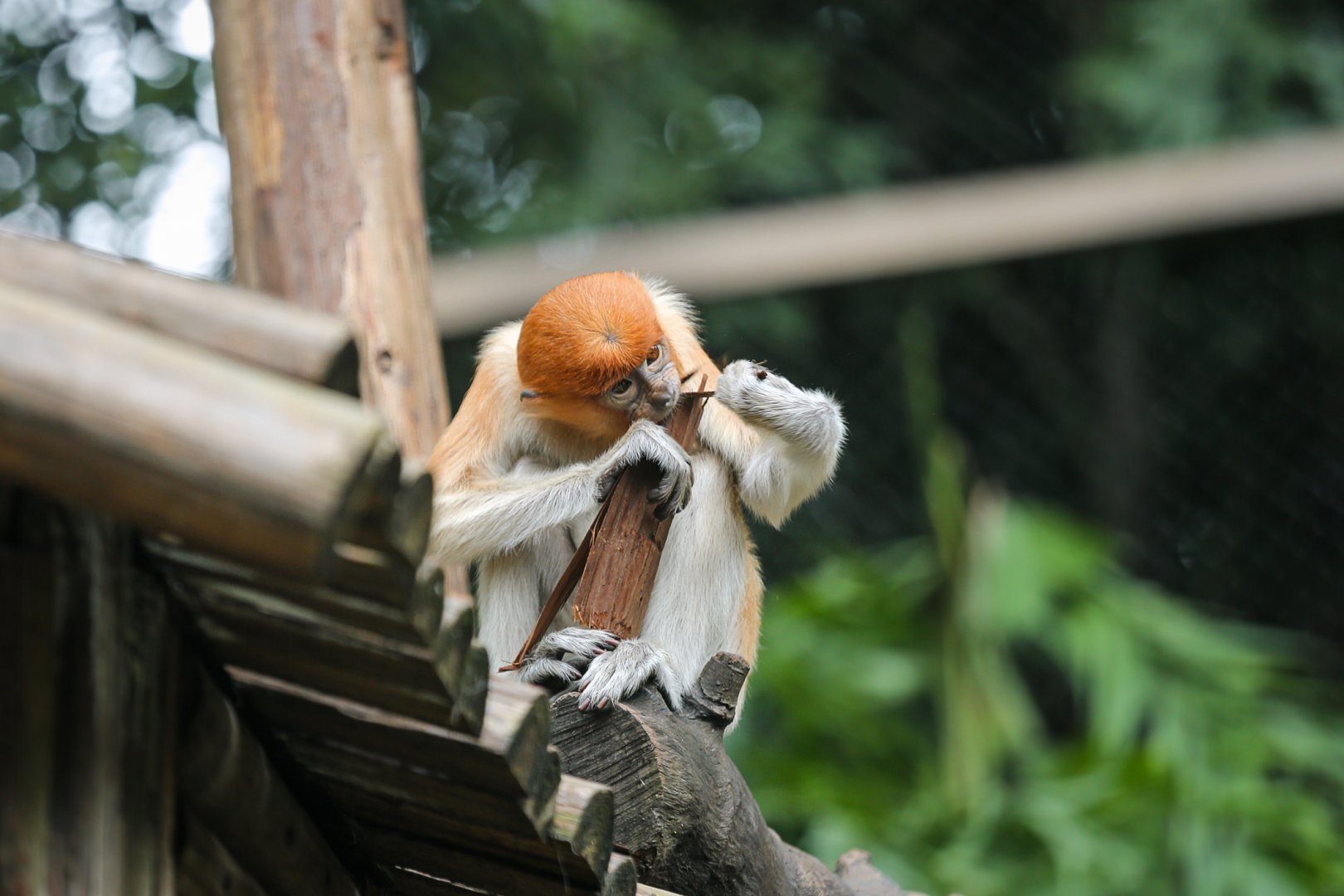 Proboscis monkey