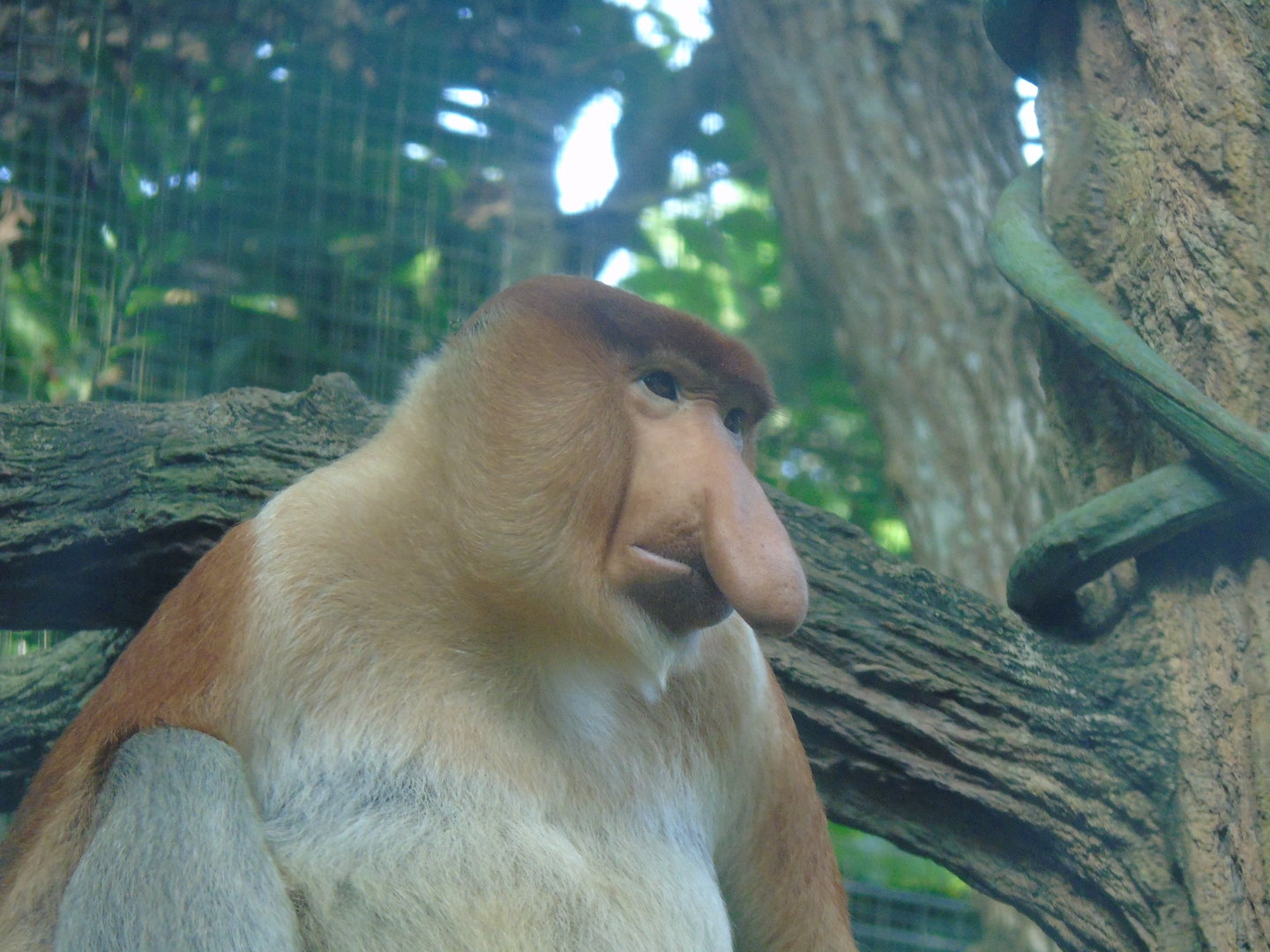 Proboscis monkey