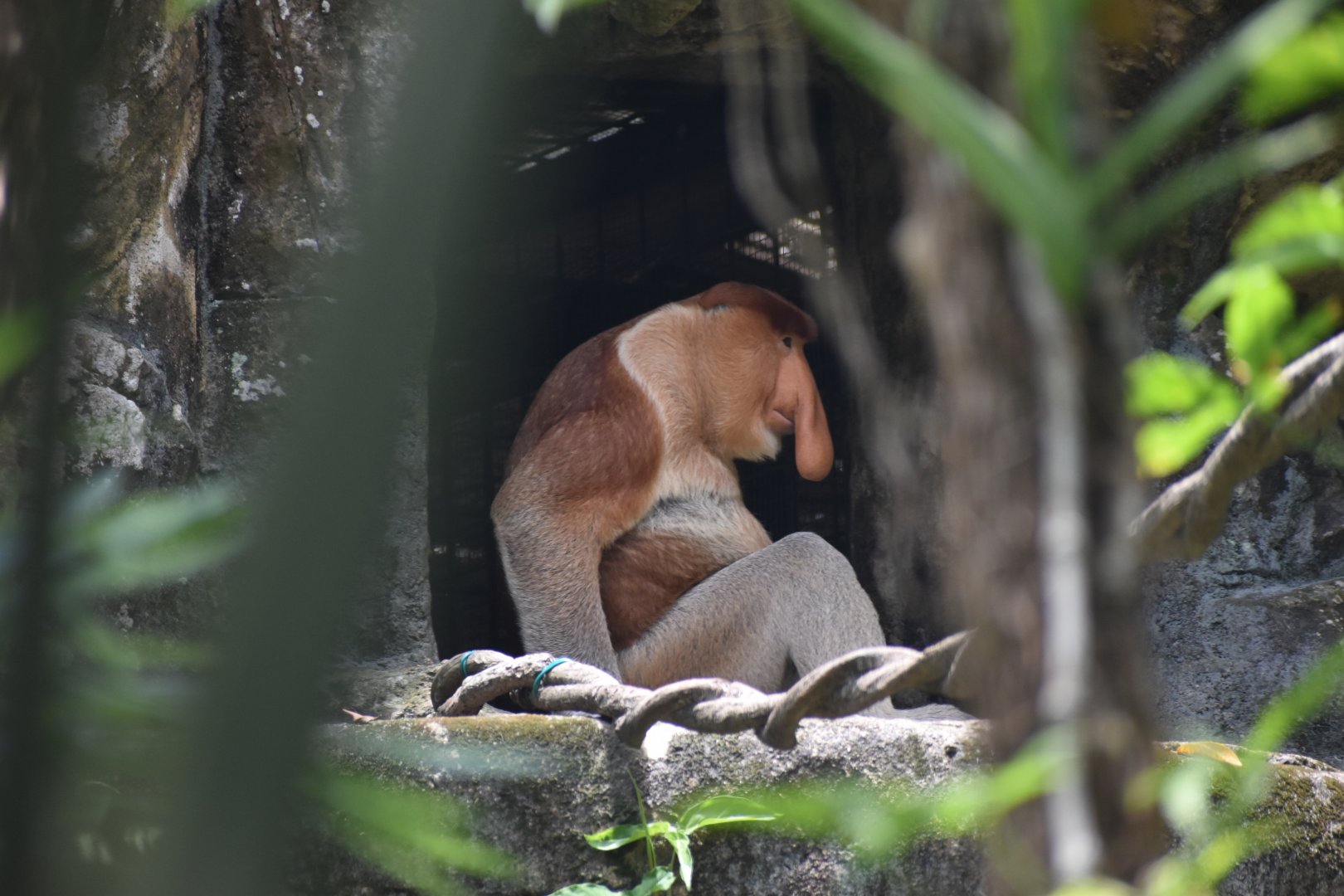 Proboscis Monkey