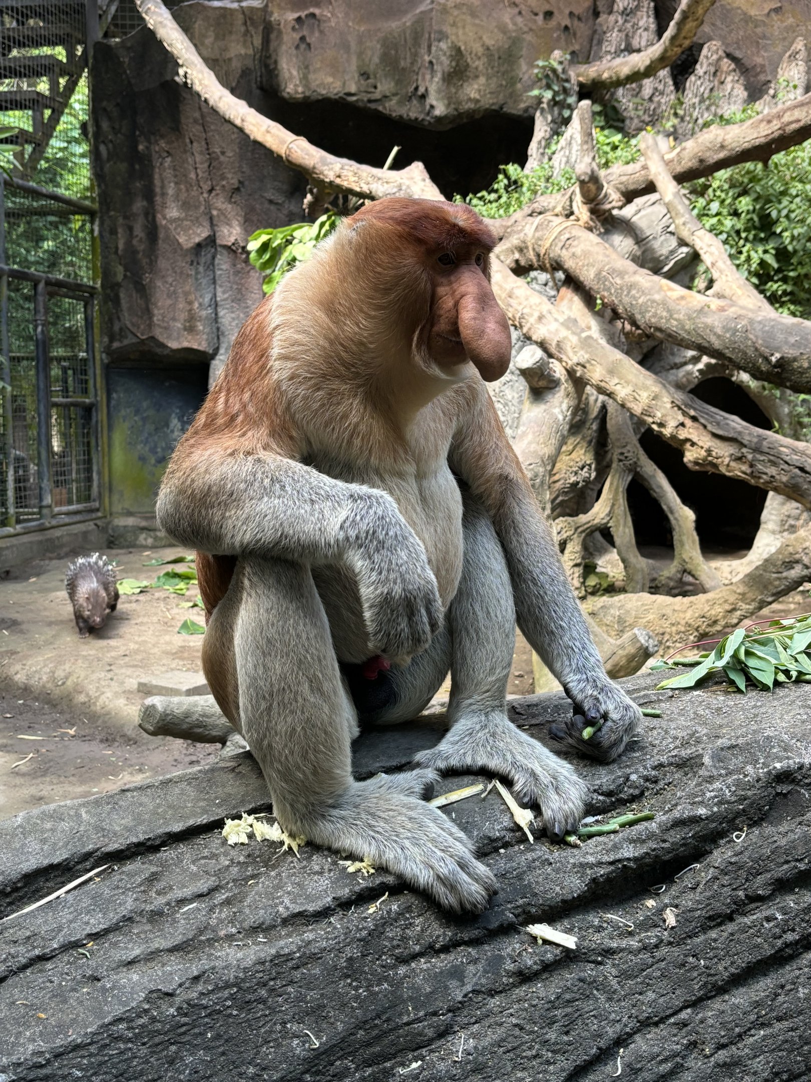 Proboscis Monkey