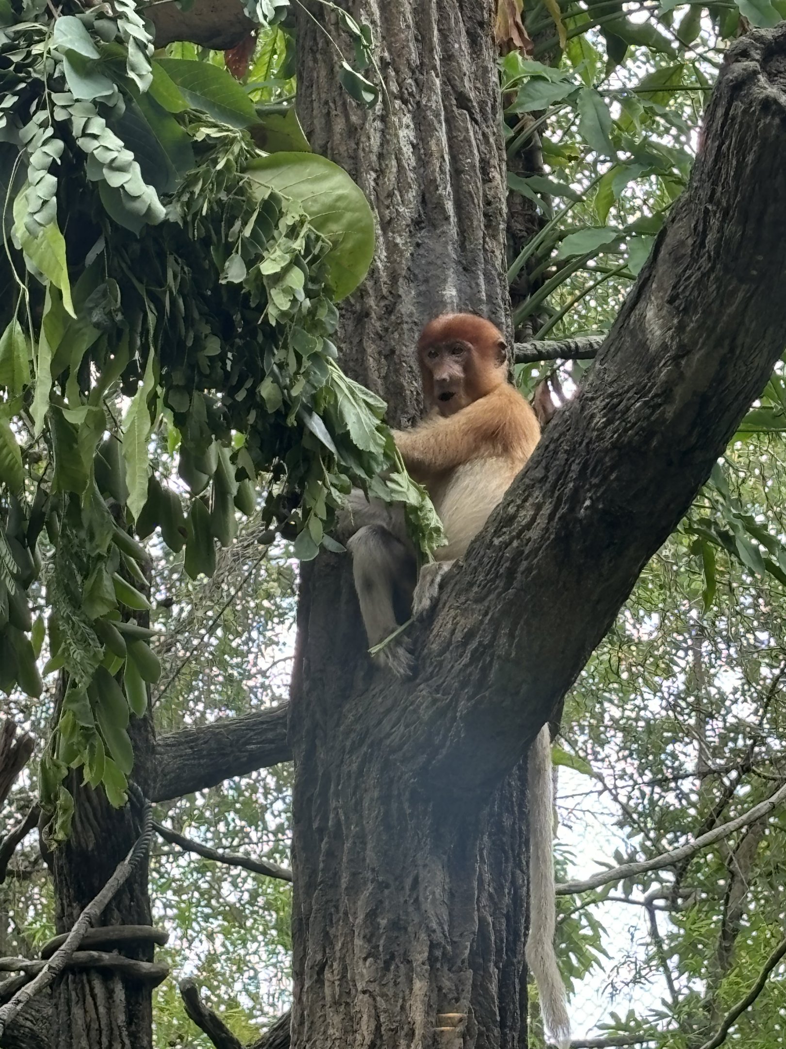 Proboscis Monkey