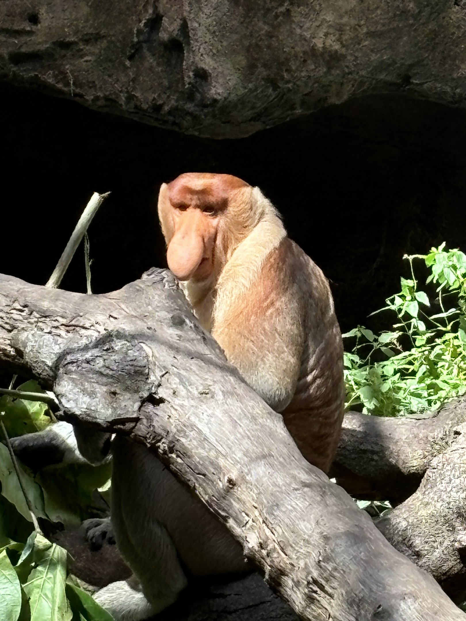 Proboscis Monkey