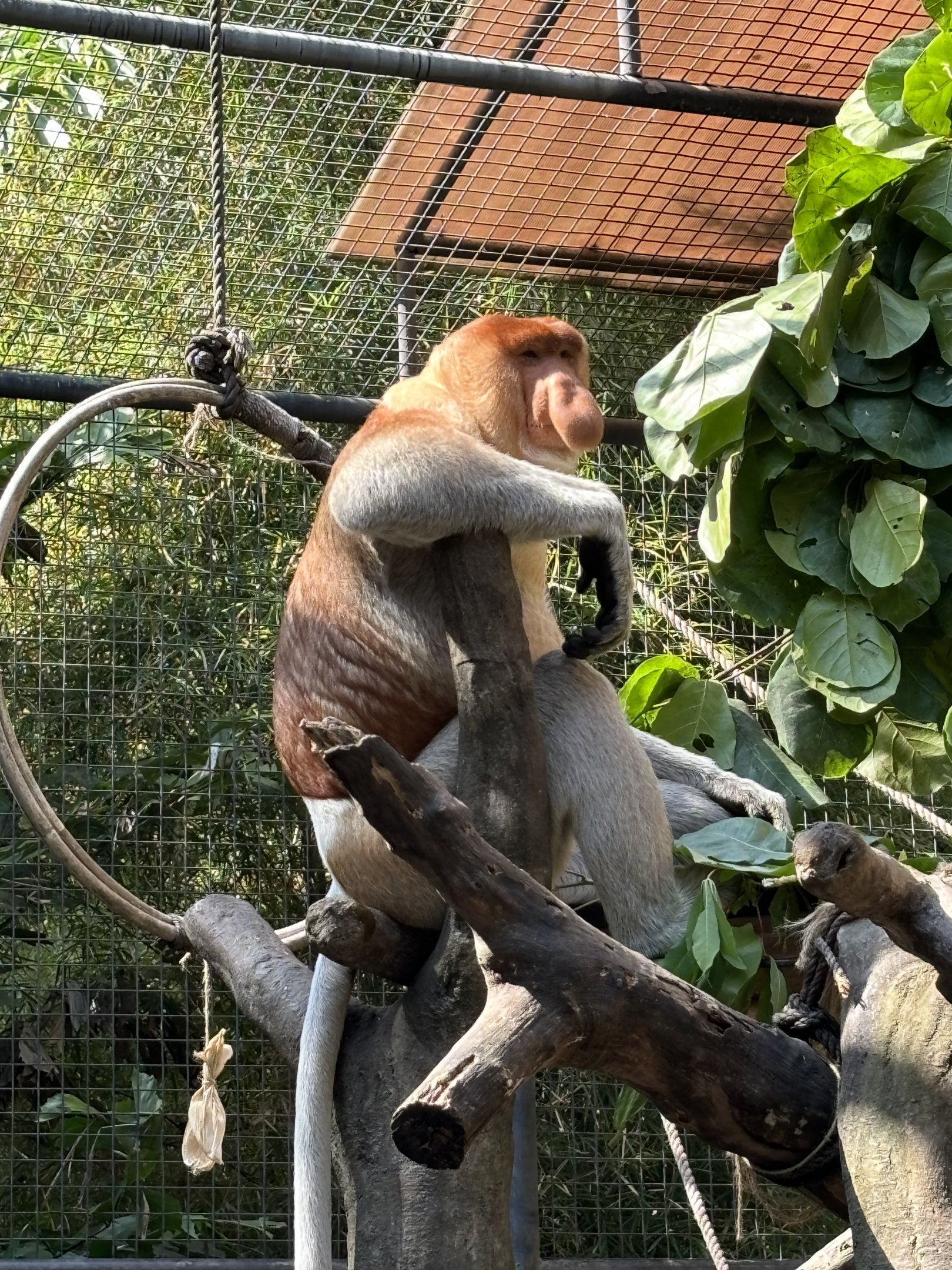 Proboscis Monkey
