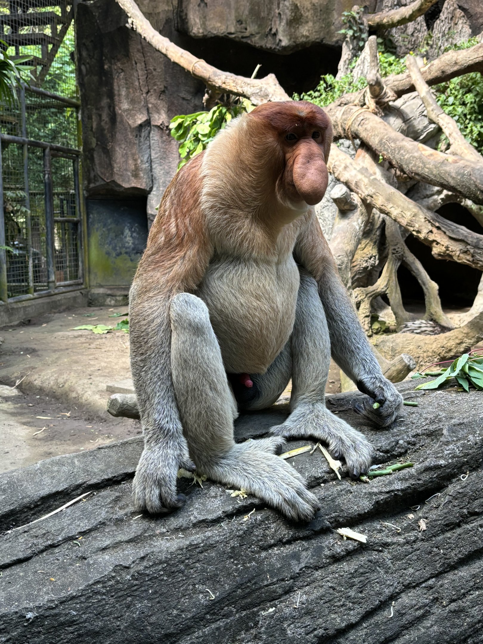 Proboscis Monkey