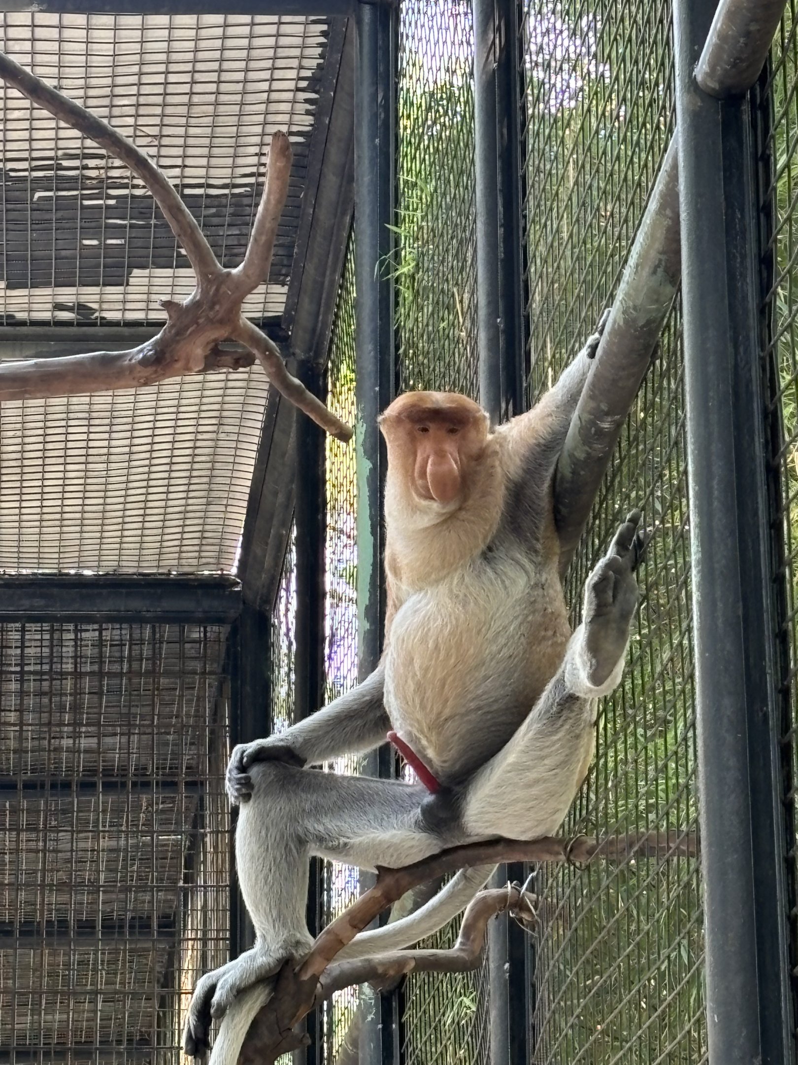 Proboscis Monkey