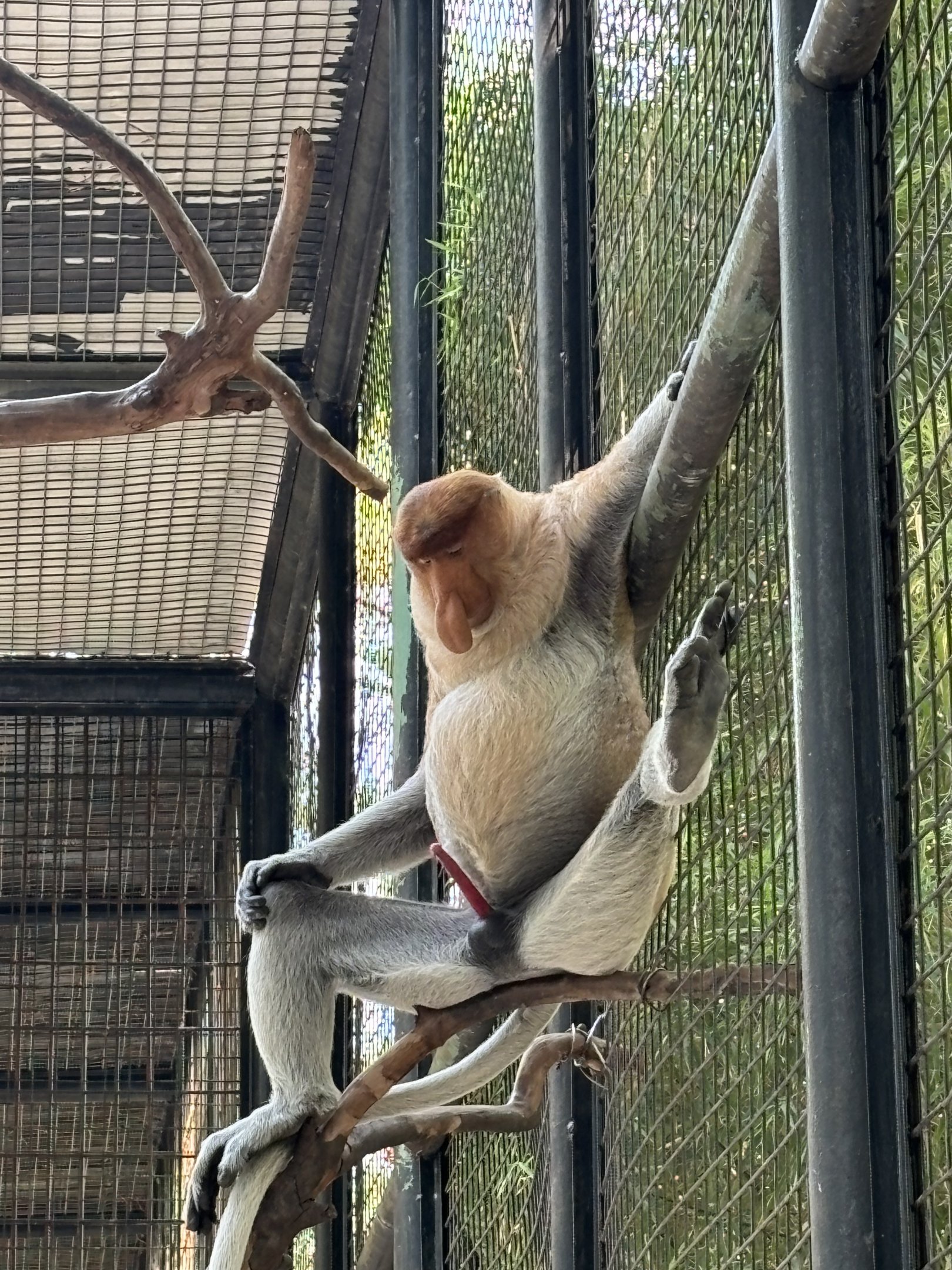 Proboscis Monkey