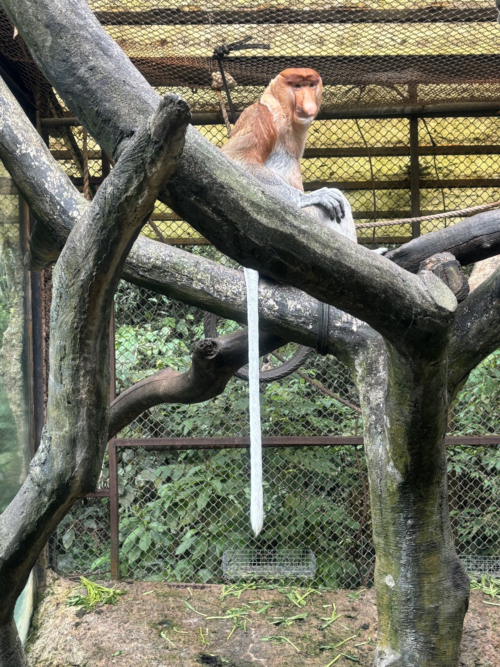 Proboscis Monkey