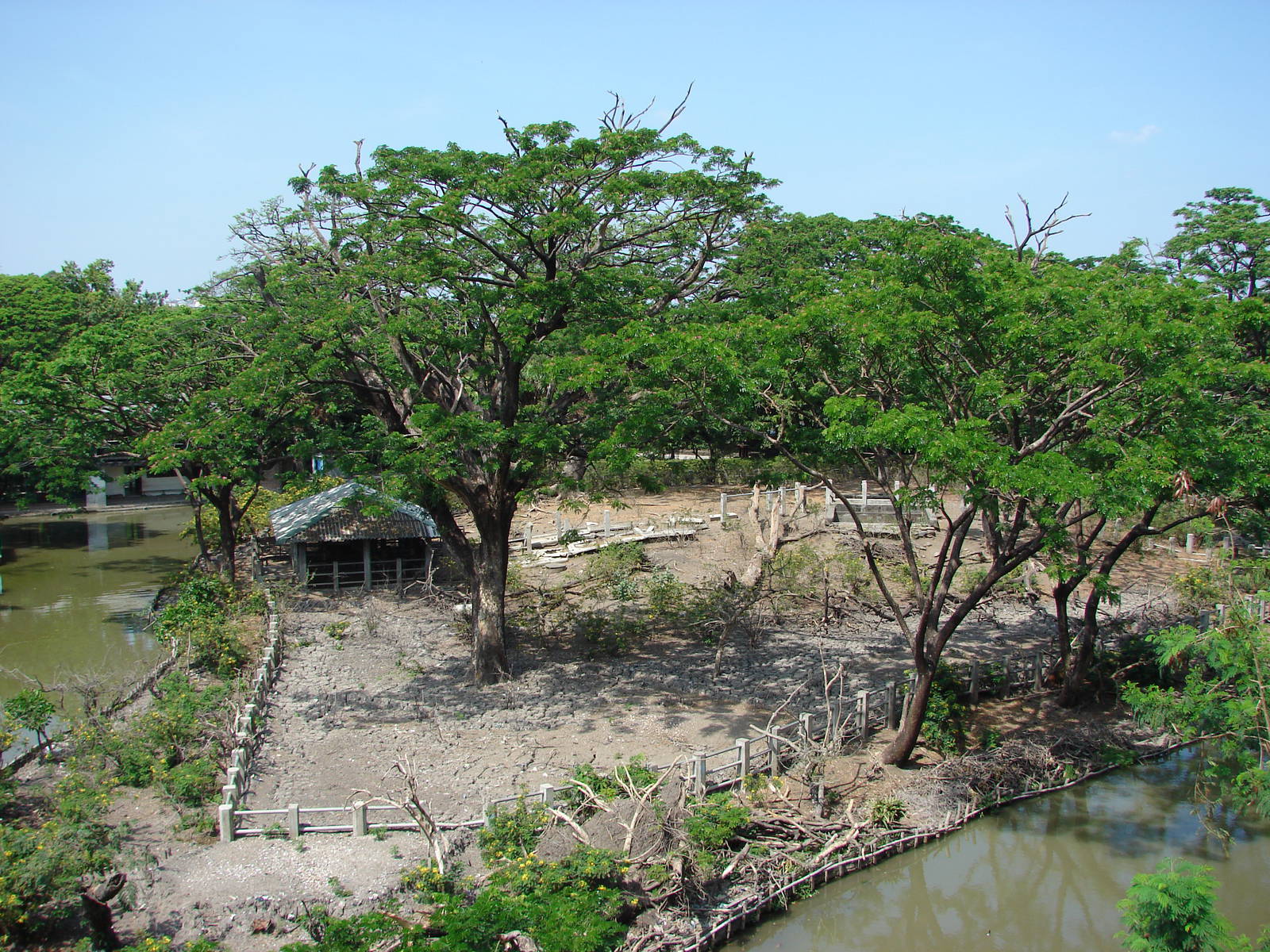 Proboscis monkeys and hog deers exhibit