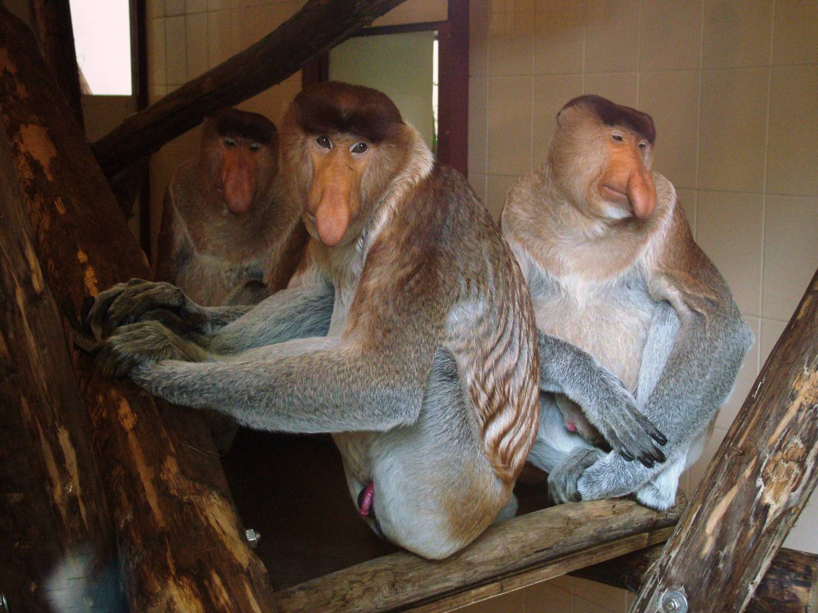 Proboscis Monkeys at Apenheul, 30/05/12