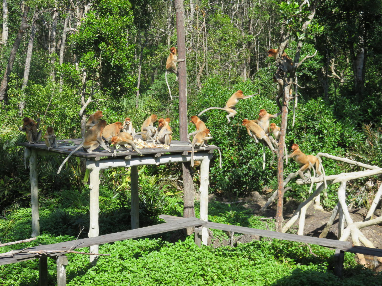 Proboscis Monkeys at Labuk Bay Proboscis Monkey Sanctuary