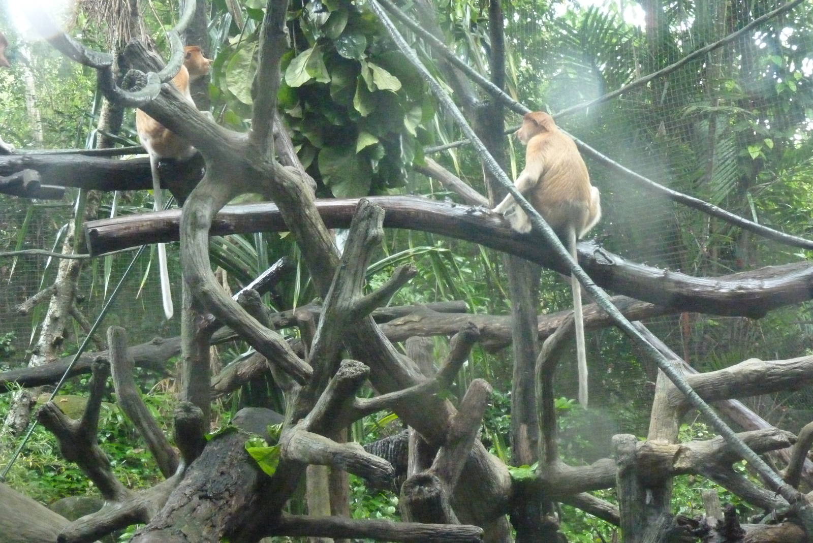 Proboscis Monkeys, December 2015