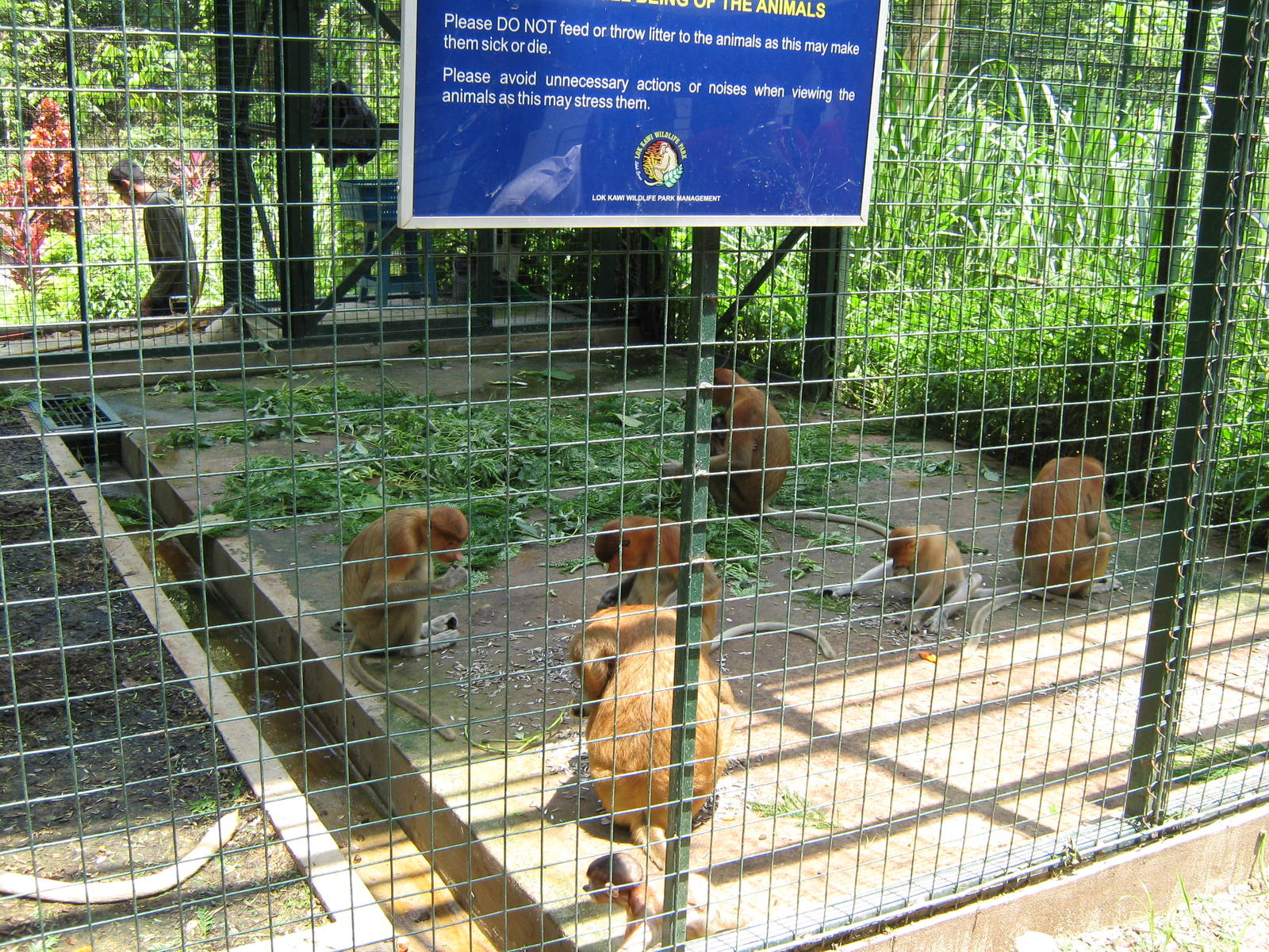proboscis monkeys feeding