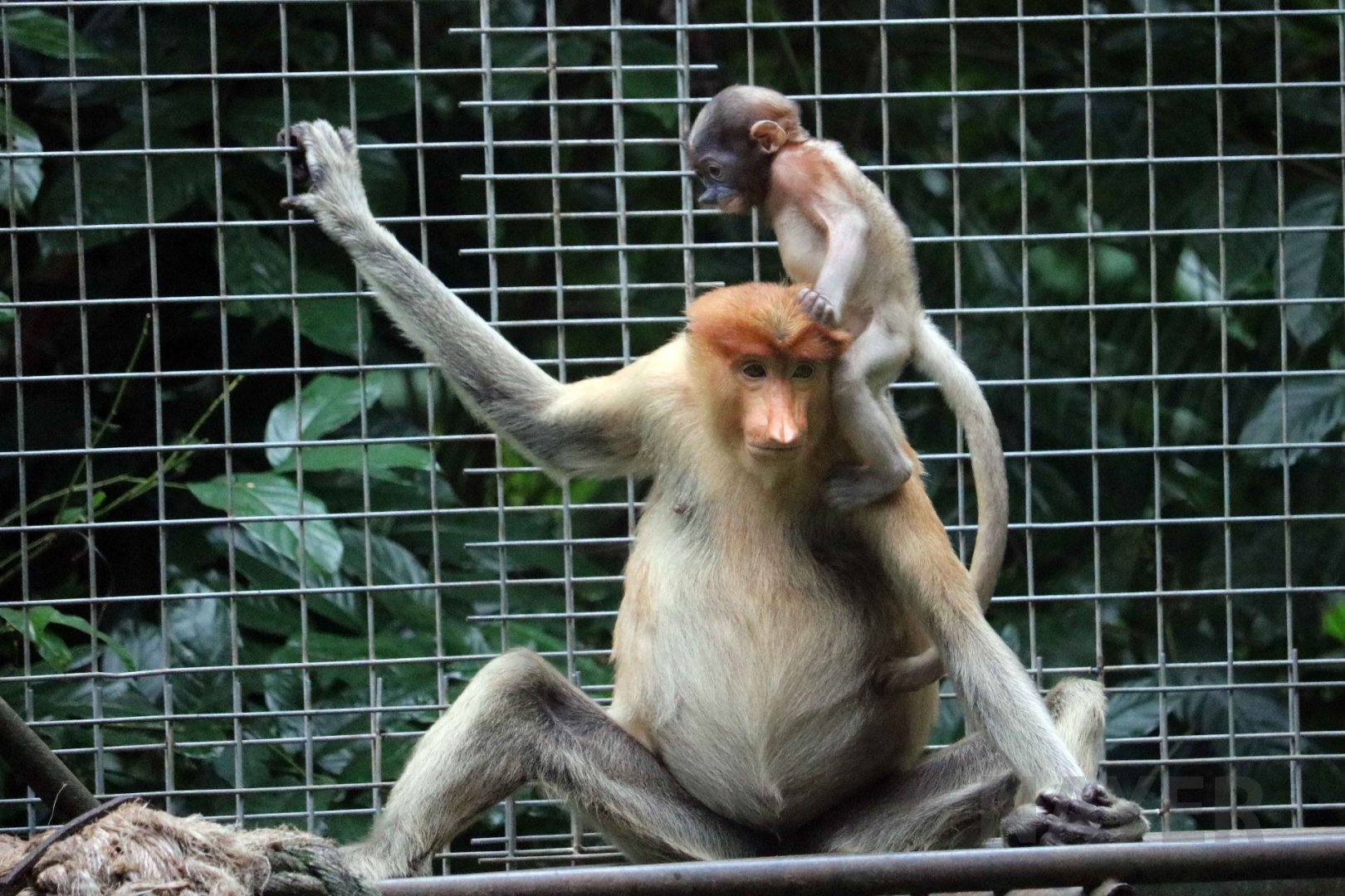 Proboscis monkeys, June 2016