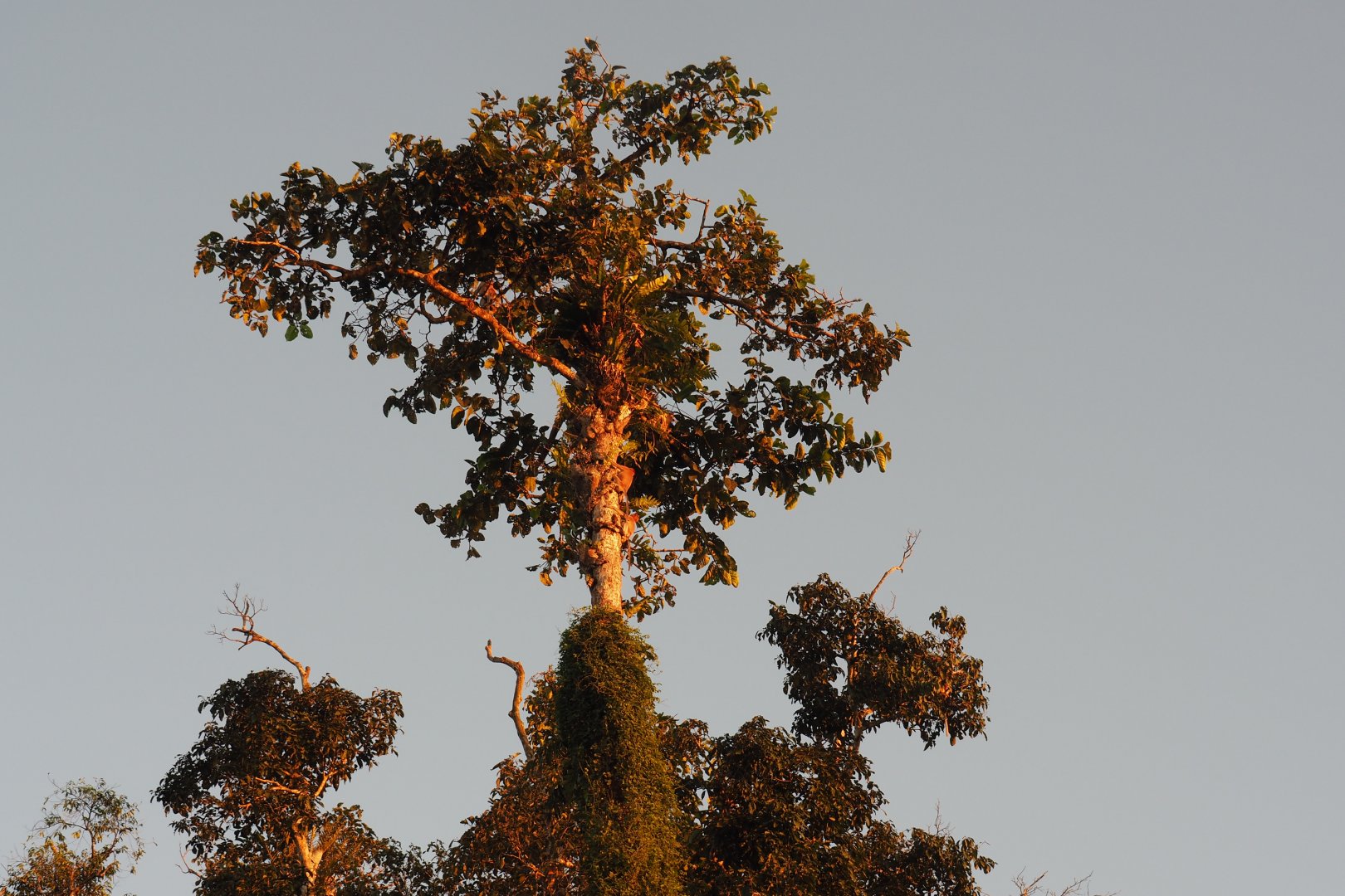 Proboscis Monkeys - Kinabatangan River, Sabah, Borneo