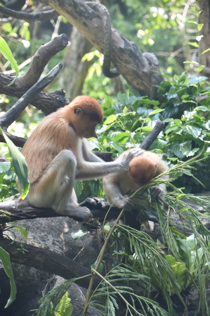 Proboscis monkeys, Nasalis larvatus