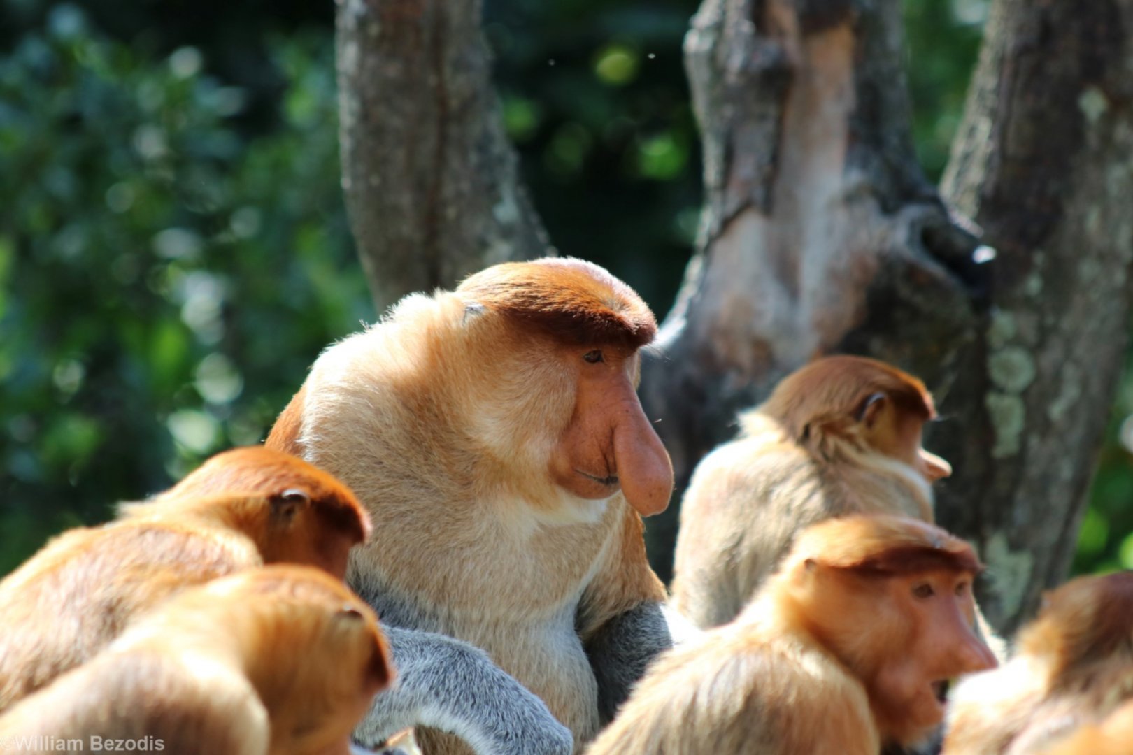 Proboscis Monkeys on Feeding Platform - Labuk Bay